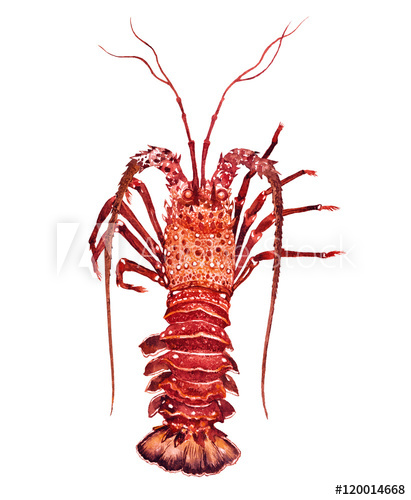 411x500 Cooking Lobster Watercolor On The White Bachground