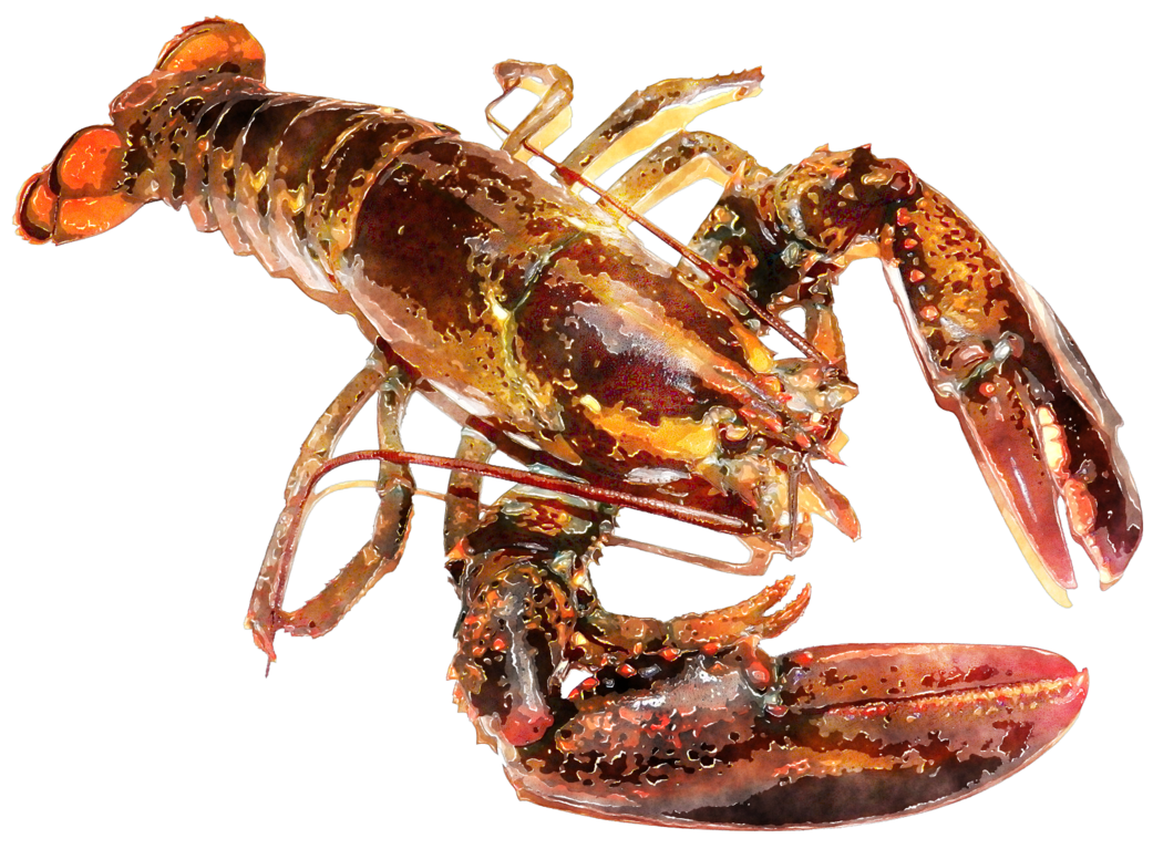 1041x767 Watercolor Lobster By Lavandalu