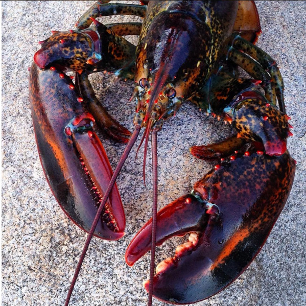 599x599 Kellie Chasse Fine Art Just Finished This Maine Live Red Lobster