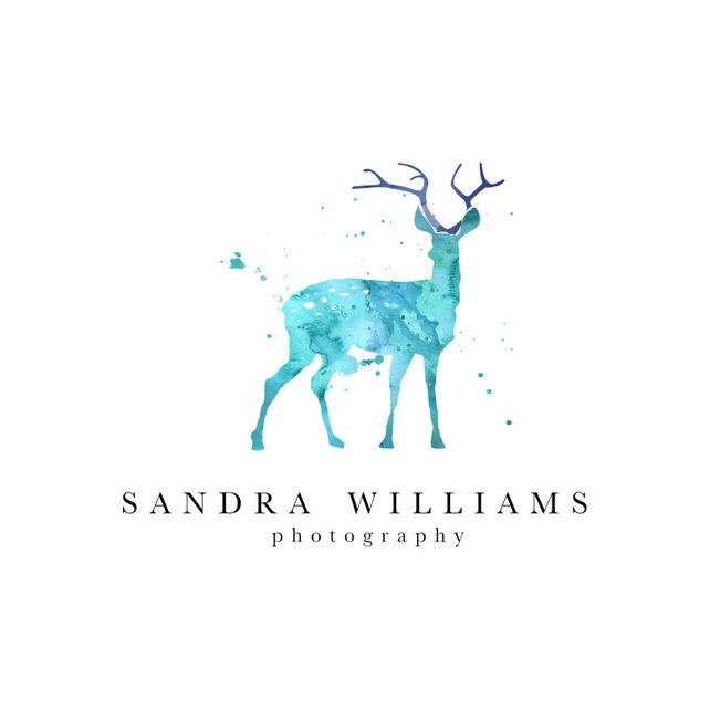 642x642 Pre Made Logo Design Blue Watercolor Deer Photography Logo Etsy