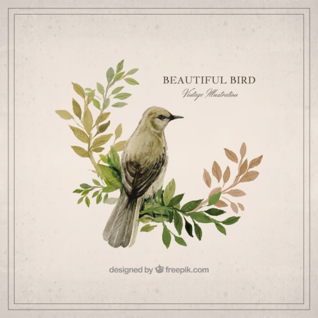 626x626 Watercolor Beautiful Bird Vector Free Download