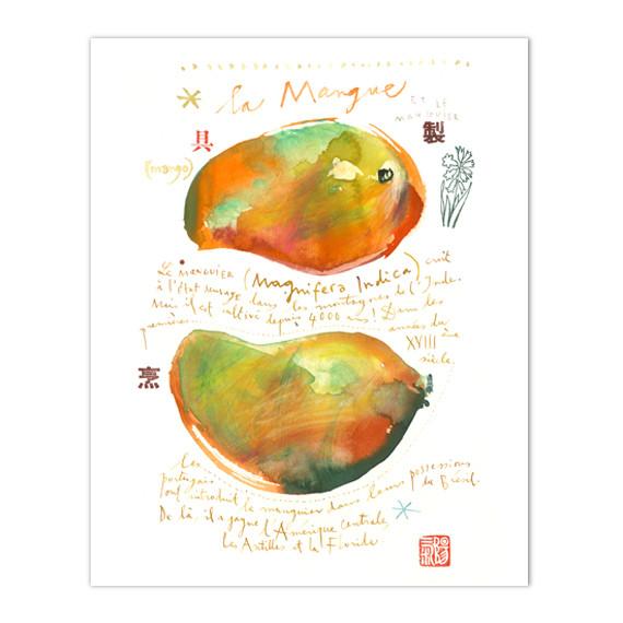 570x570 Watercolor Mango Illustration Lucileskitchen