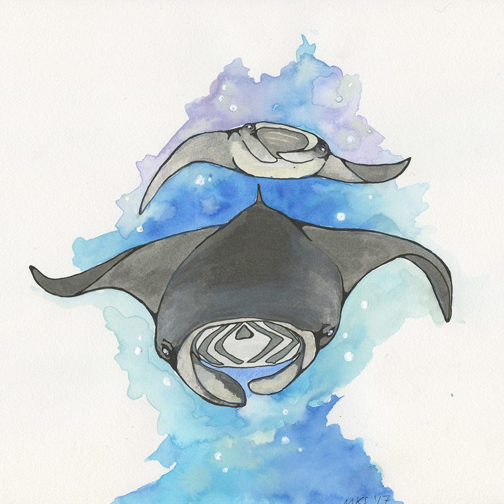 1000x1000 Manta Ray Art Print