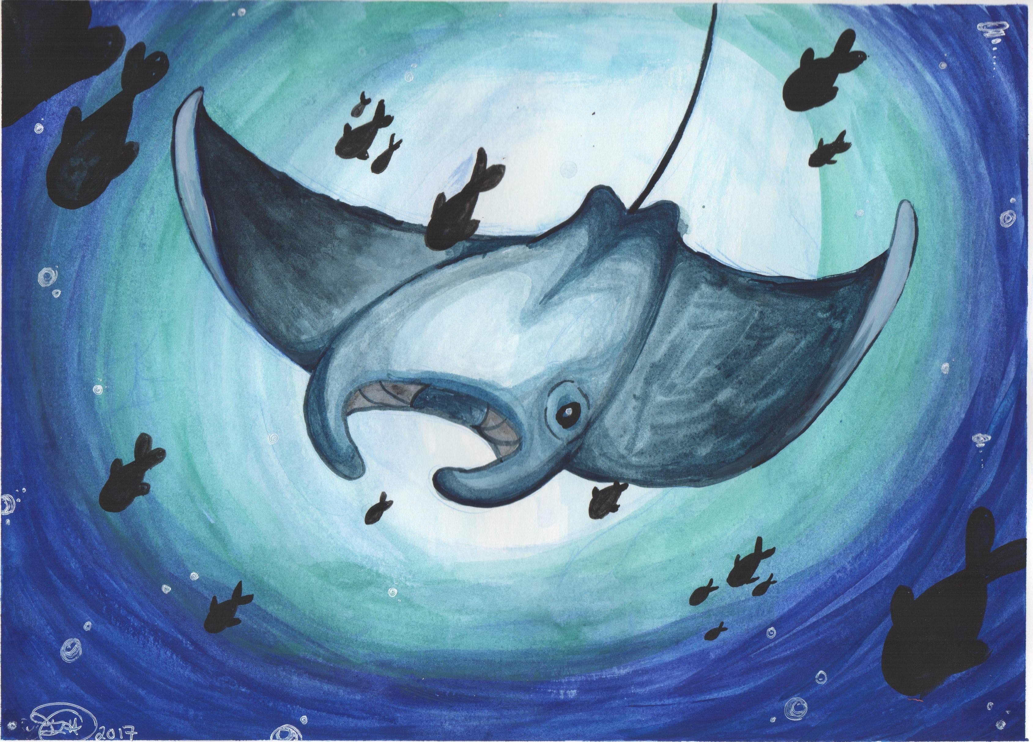 3378x2428 Manta Ray Watercolor Original Blu Phoenix Art Online Store