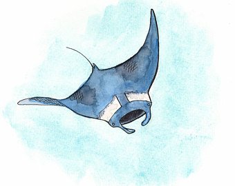 340x270 Manta Ray Watercolor Etsy