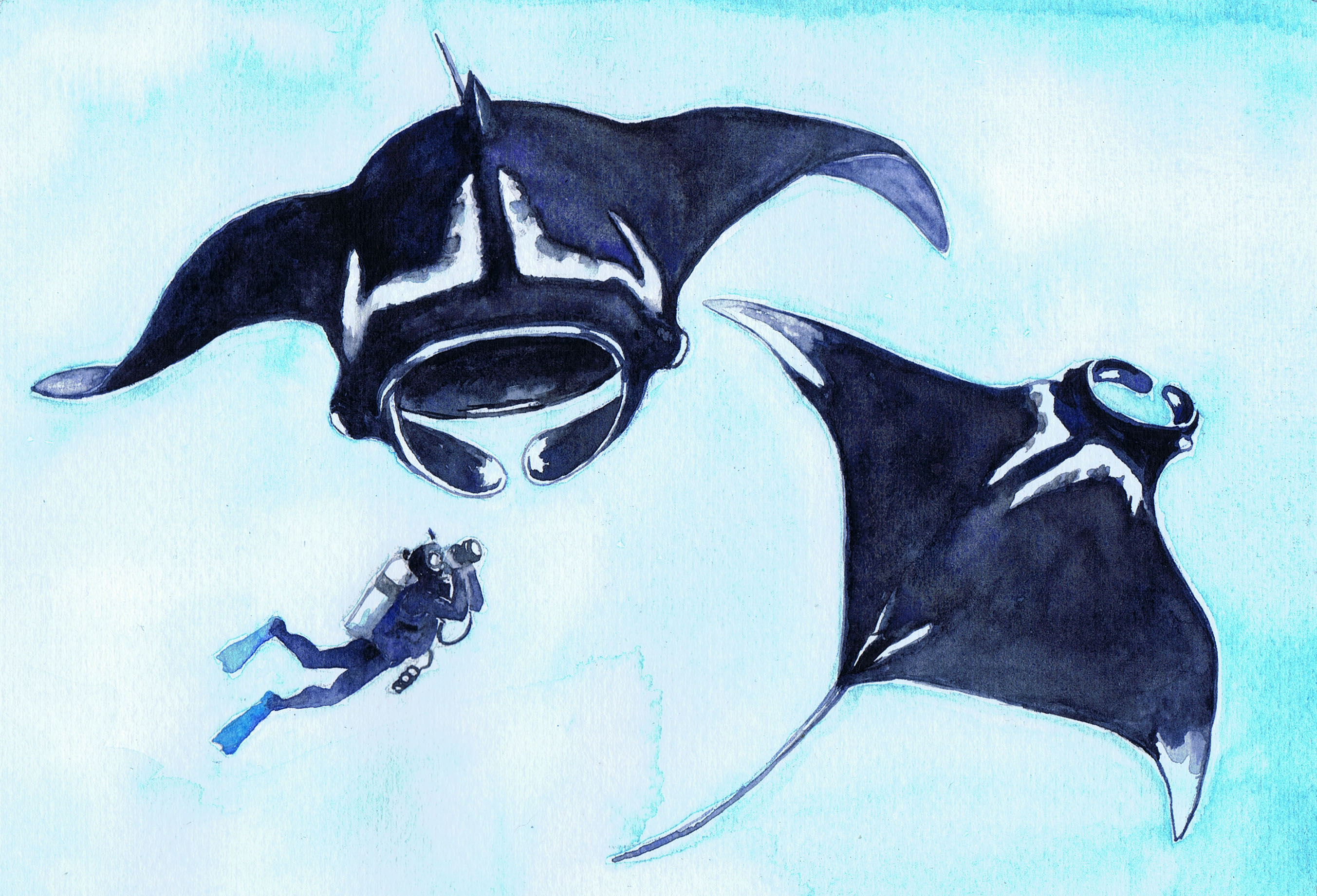 2705x1842 Manta Rays Postcard Julia Wakefield