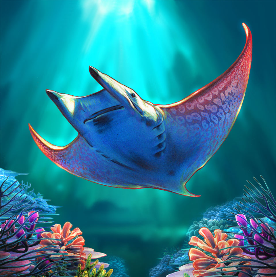 960x961 Mendola Artists Representatives Manta Ray