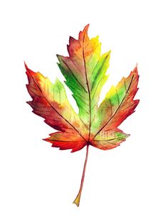 236x314 Fall Leaf, Watercolor Done On Raffine Sketchbook By Linda T