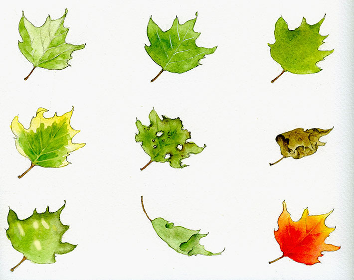 710x562 Learn How To Paint Leaves 9 Different Ways