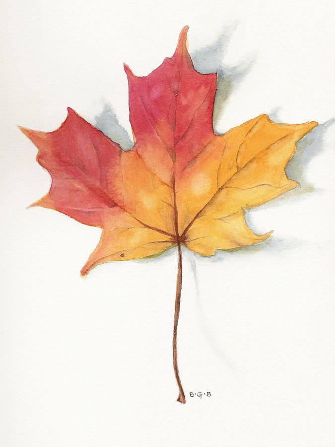 675x900 Maple Leaf Ii Canvas Print Canvas Art By Betsy Gray In 2018
