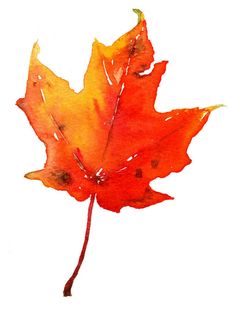 236x312 Maple Leaf Original Watercolor Art Still Life By Francinamaria