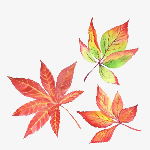 500x500 Watercolor Maple Leaves, Watercolor Clipart, Watercolor, Maple