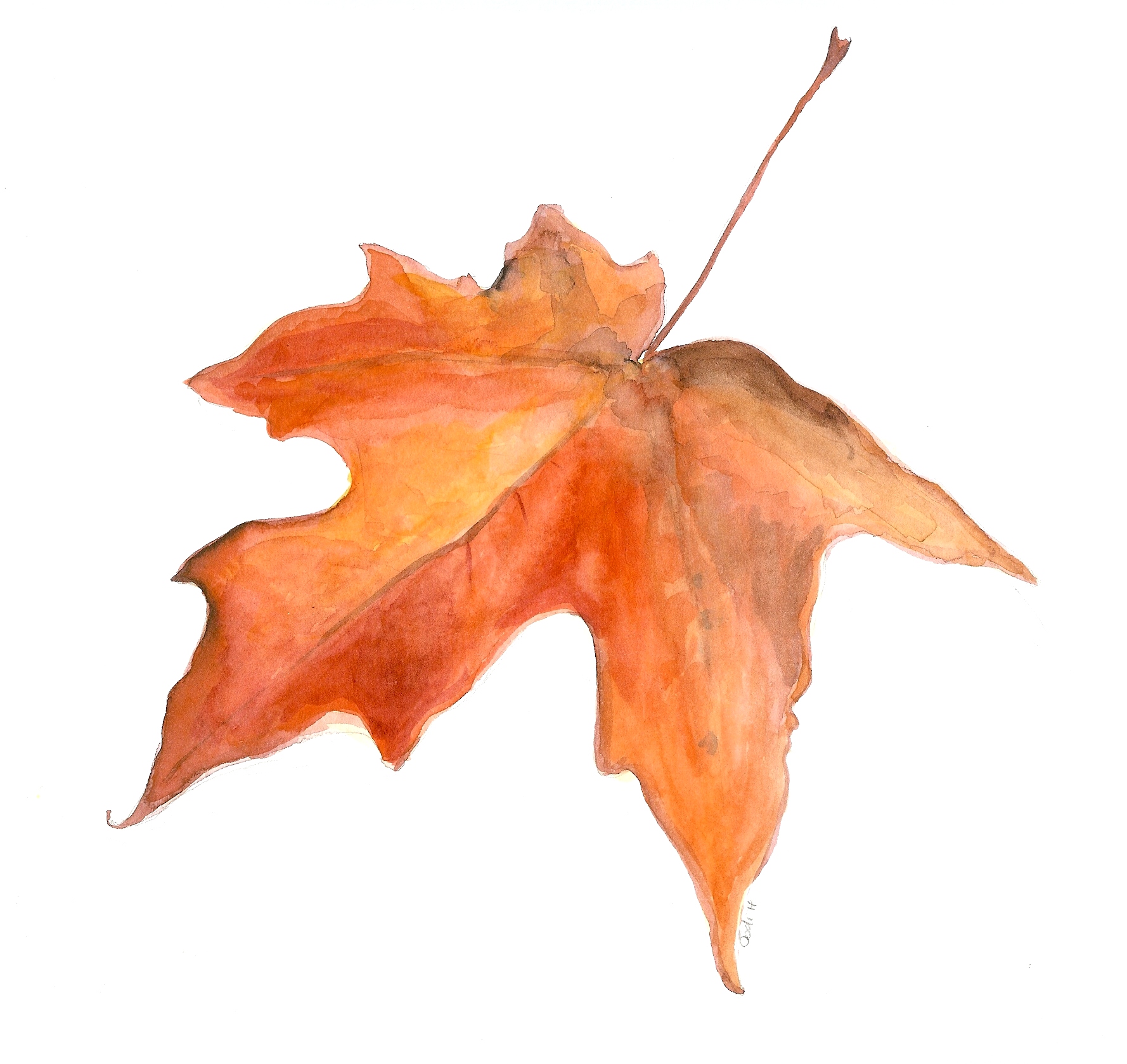 1778x1679 Watercolor Maple Leaf Thetimidartist