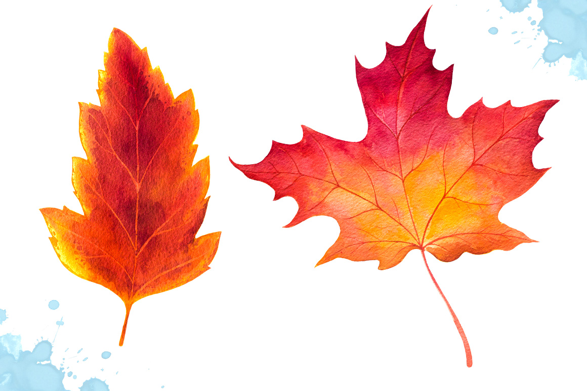 1160x774 Autumn Leaves. Watercolor Set. By Alex Green