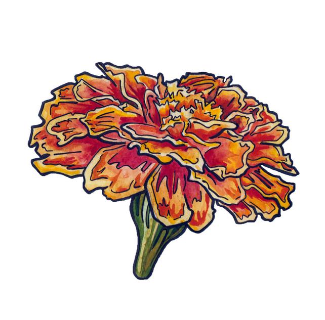 642x633 Marigold Painting In Watercolor And Ink Watercolor Flower Etsy