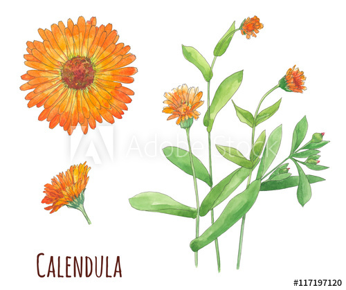 500x419 Set Of Calendula (Marigold), Orange Flowers And Leaves, Bouquet