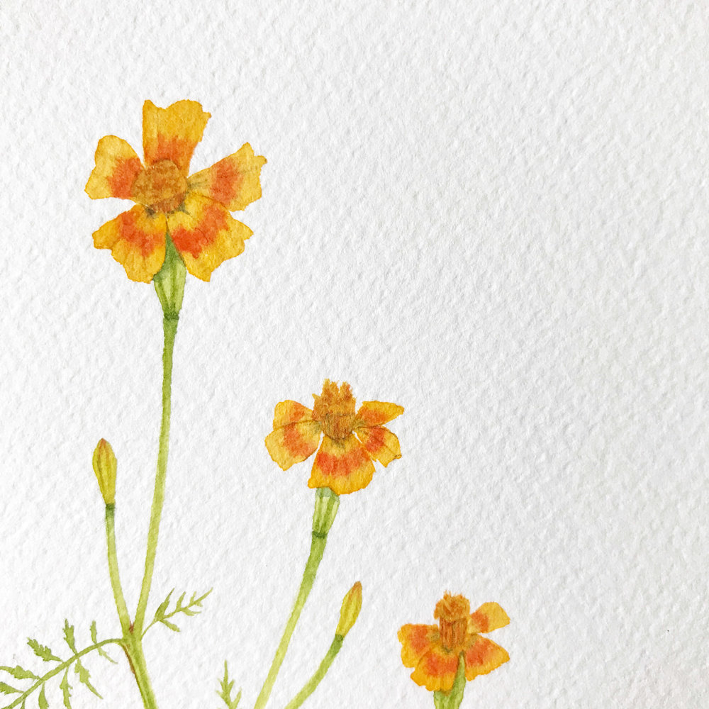 1000x1000 Tangerine Gem Marigold Watercolor Painting My Giant Strawberry