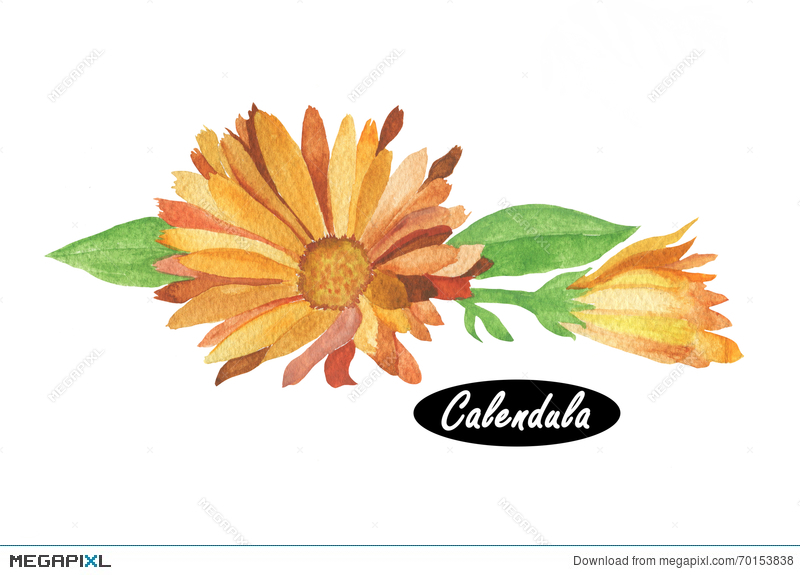 800x575 Watercolor Calendula Illustration Illustration 70153838