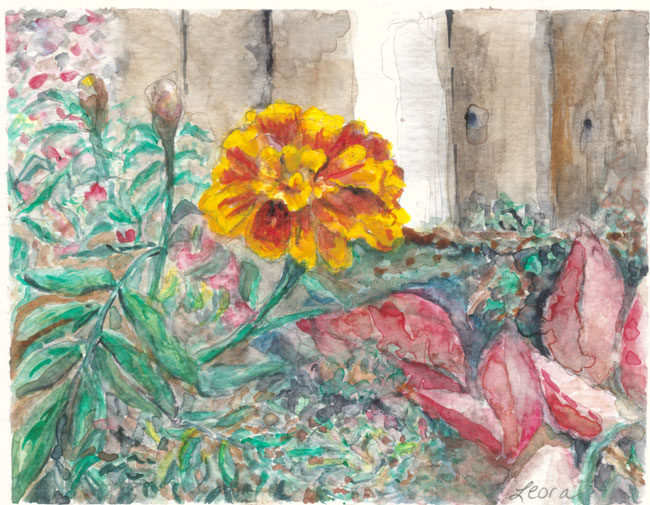 650x505 Watercolor Last Marigold