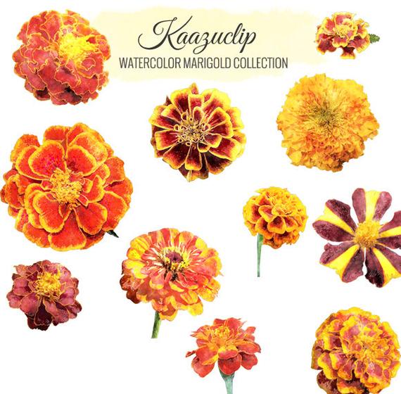 570x560 Watercolor Marigold Collection Commercial And Personal Use Etsy