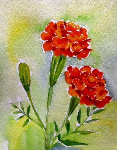 387x495 Gallery Marigold Watercolor Drawing Photos,