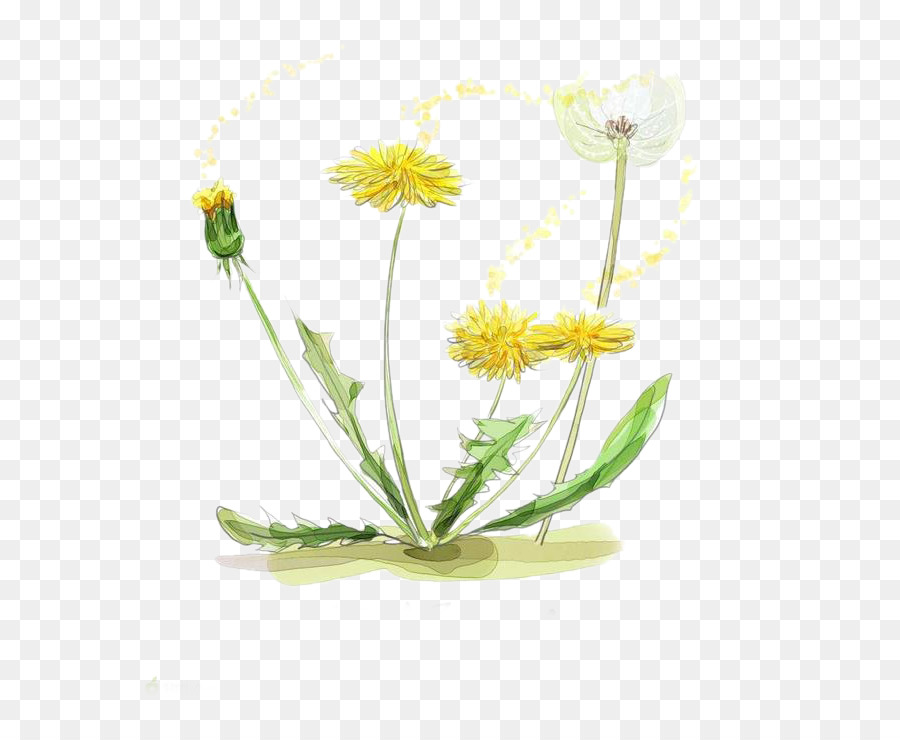 900x740 Watercolor Painting Drawing Illustration