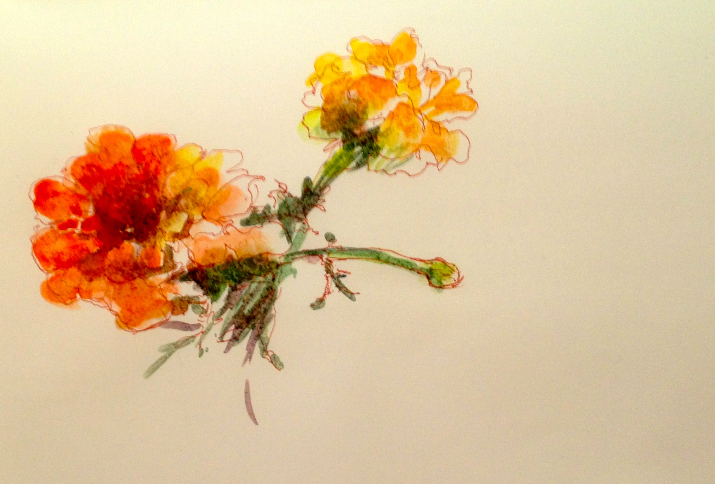 2364x1601 Marigold Sketches Moveable Paintbox