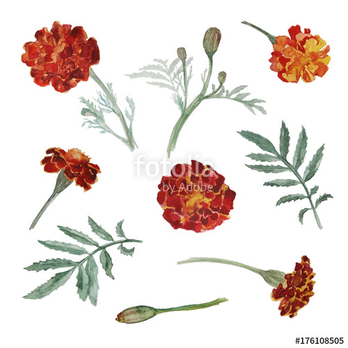 500x500 Watercolor Marigold Flowers Set Stock Photo And Royalty Free