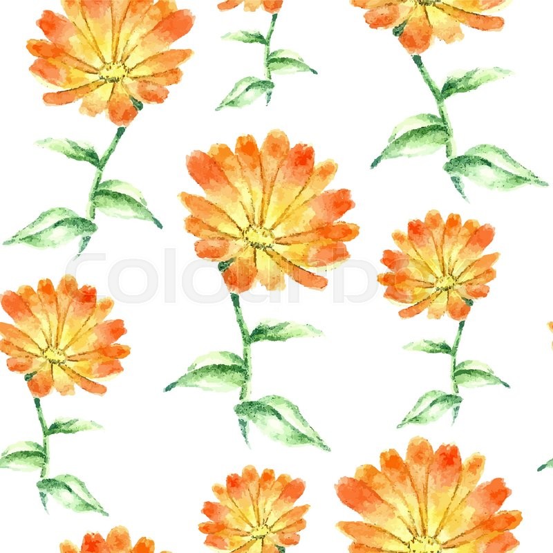 800x800 Hand Drawn Watercolor Botanical Illustration Of The Calendula