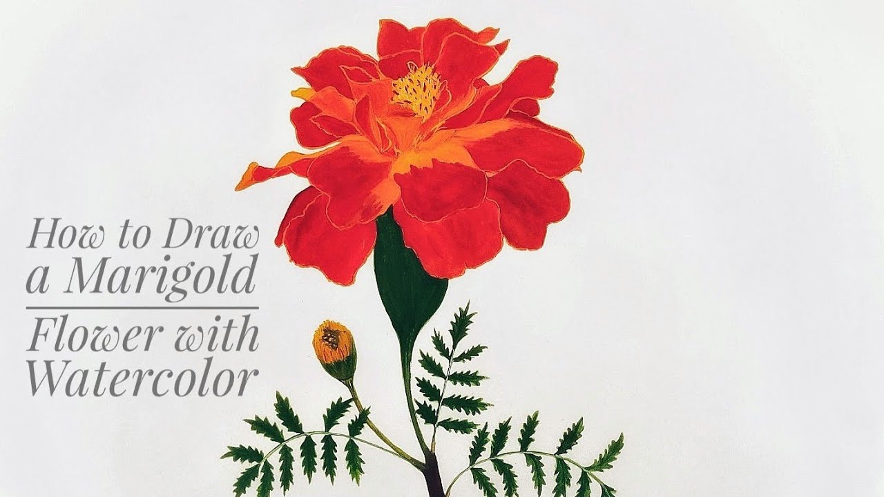 1280x720 How To Draw A Marigold Flower With Watercolor