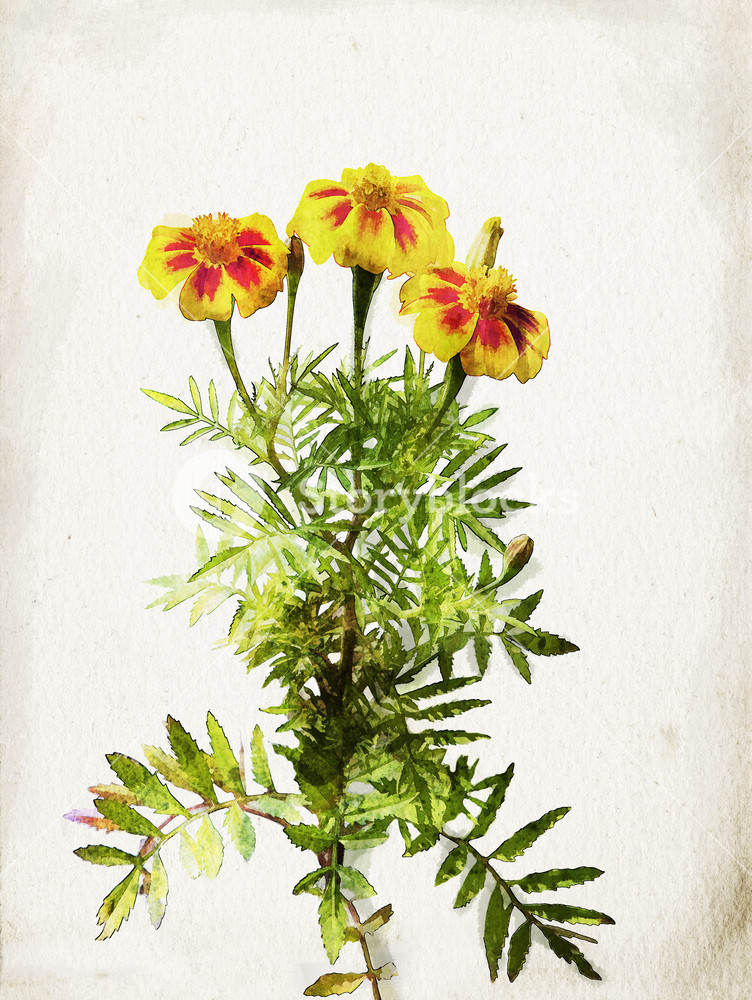 752x1000 Illustration Of Watercolor Yellow Marigold On A Vintage Background