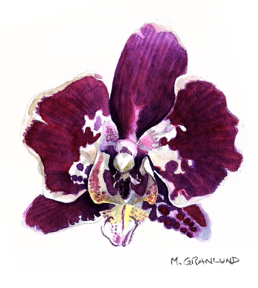 896x1000 Watercolor Painting Of A White And Purple Phalaenopsis Orchid By