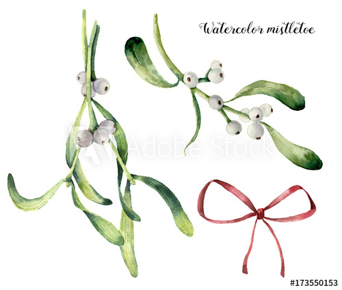 500x424 Watercolor Mistletoe Set. Hand Painted Mistletoe Branch With White