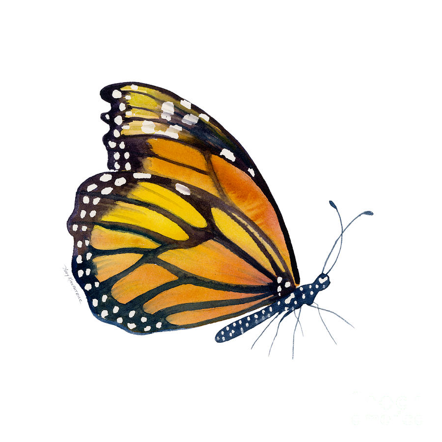 900x900 Monarch Butterfly Paintings Fine Art America