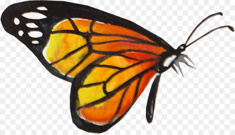 900x520 Monarch Butterfly