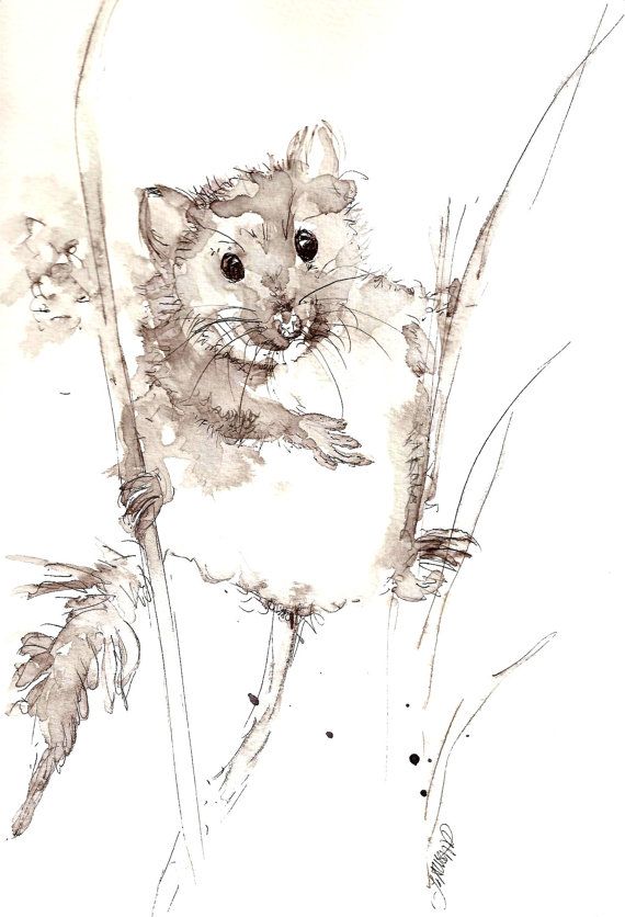 570x836 Harvest Mouse Original Pen Amp Wash Quiet As A Mouse... In 2018