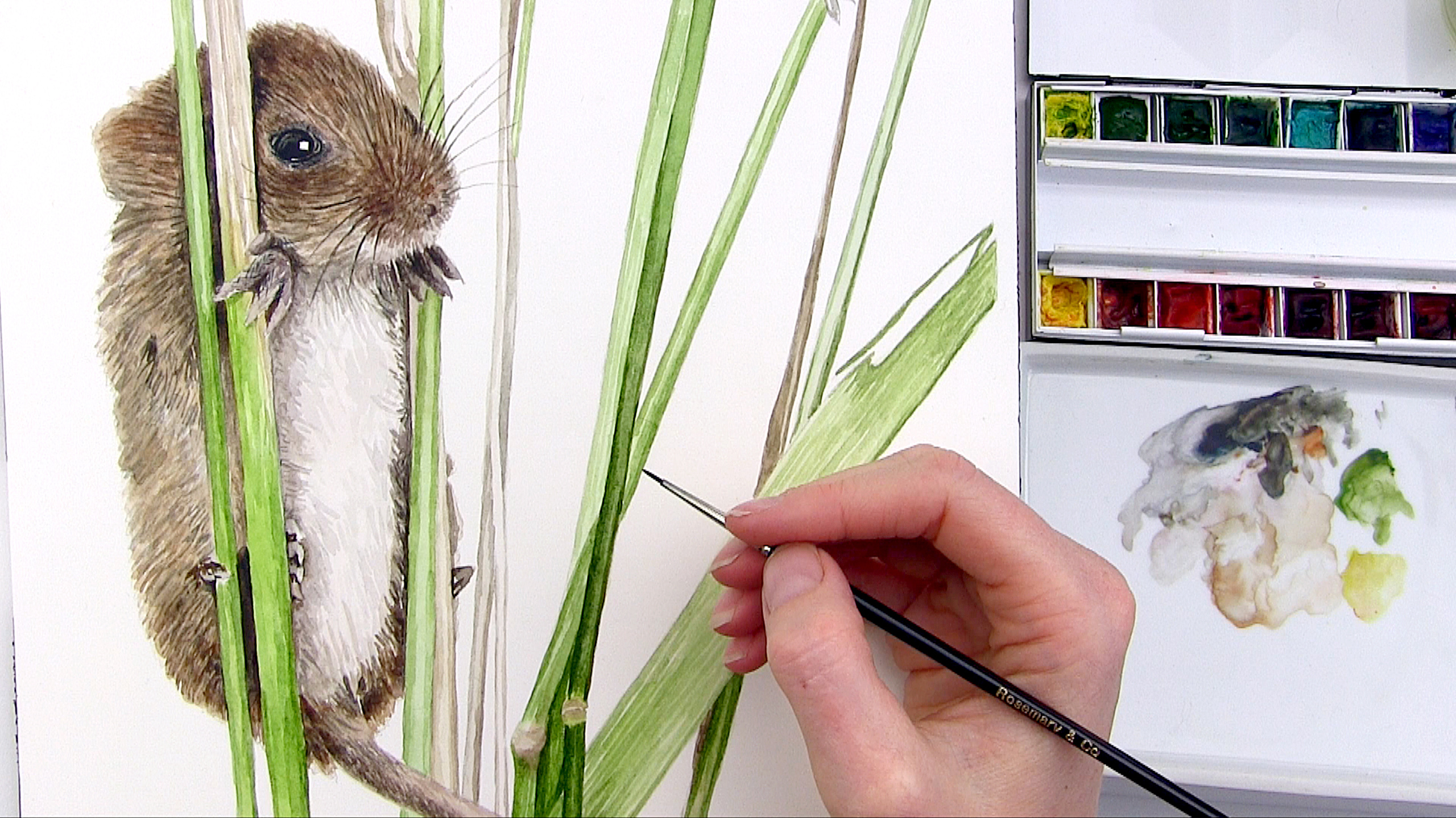 2560x1440 How To Paint A Hairy Mouse In Watercolour