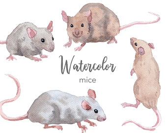 340x270 Mouse Watercolor Etsy