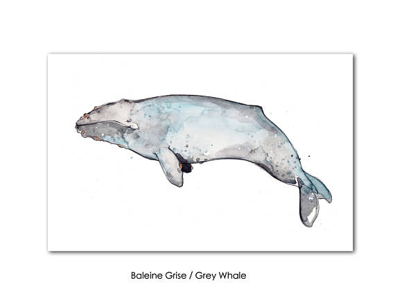 570x440 Small Whales Print Humpback Whale Narwhal Right Whale