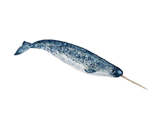 570x440 Watercolor Narwhal Whale Print Watercolor Whale Watercolor Etsy