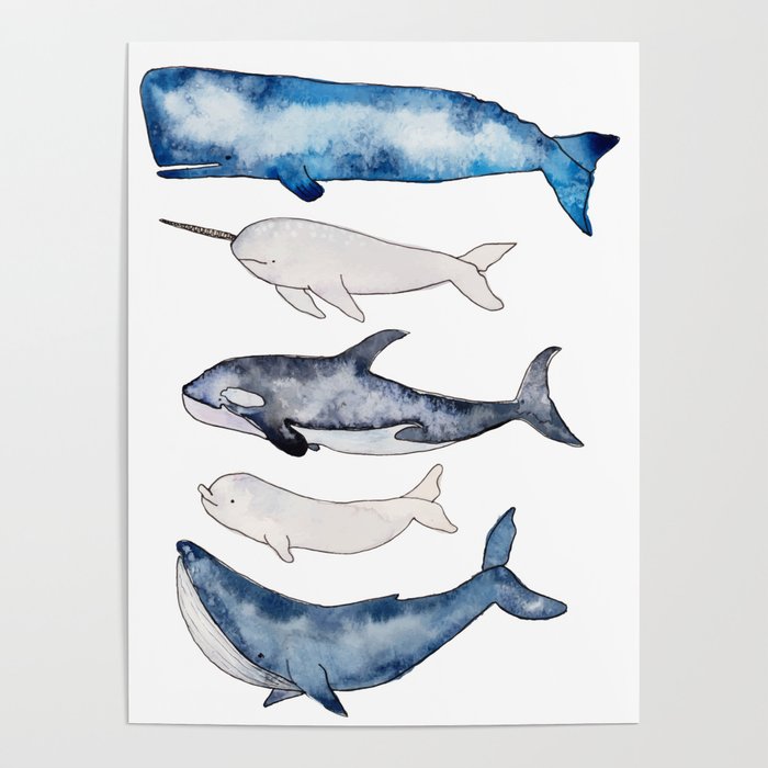 700x700 Watercolor Orca Whale, Spermwhale, Humpback, Narwhal, Beluga