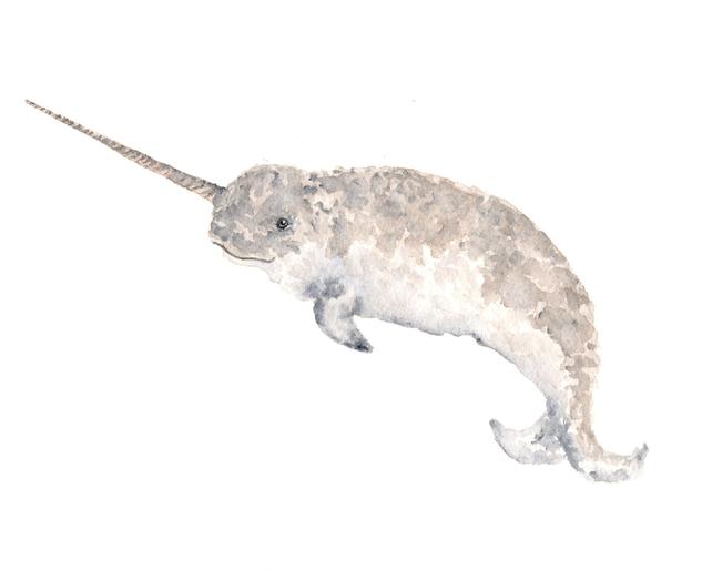 642x514 Watercolor Painting Whale Painting Narwhal Painting Etsy