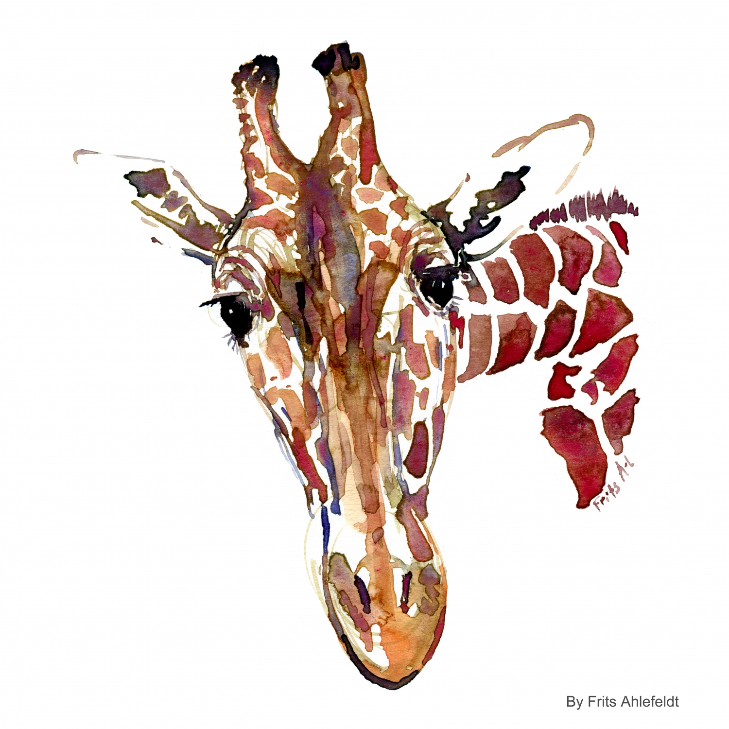 1500x1500 Watercolors The Project By Frits Ahlefeld On Narwhal Animal