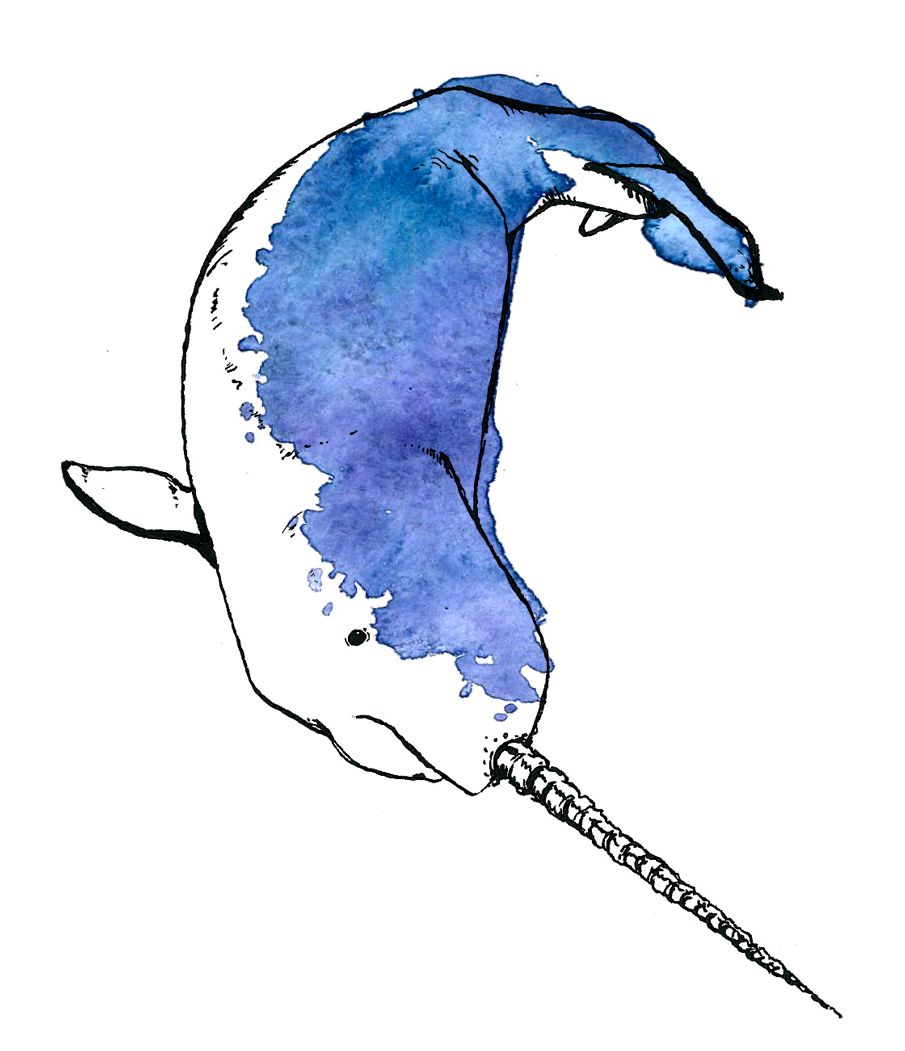 905x1051 Watercolor Narwhal Watercolor Watercolor, Tattoo