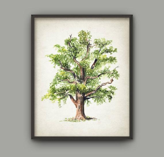570x547 Oak Tree Watercolor Art Print Woodland Poster Tree Painting Etsy