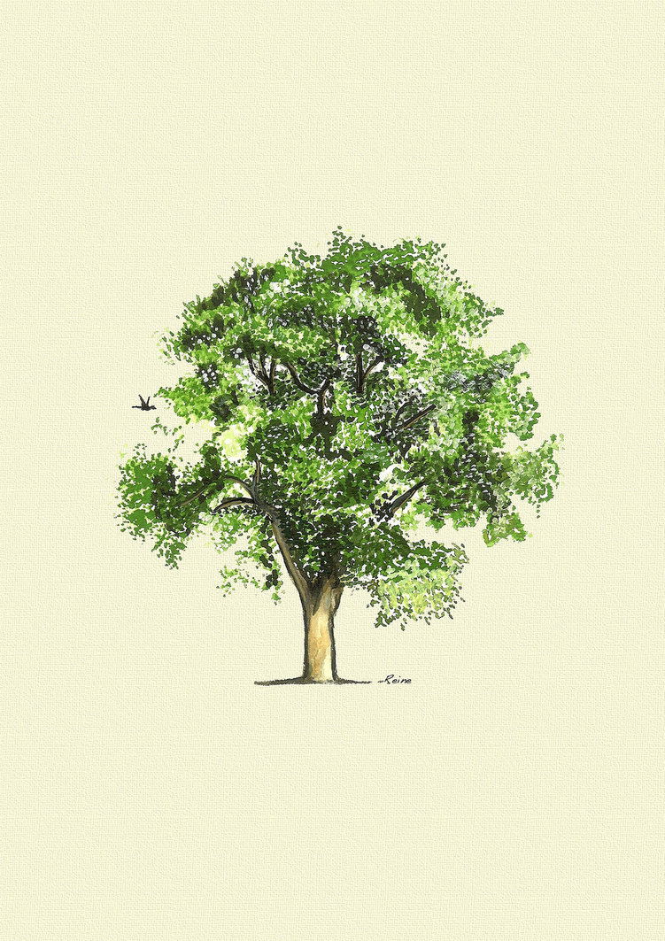 751x1063 Oak Tree Watercolor By Reinelisa