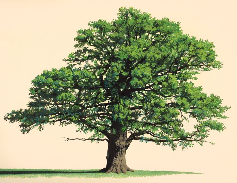 822x635 Similar Shape For My Tattoo Illustration Of Baerenzcao.28 X 38 Cm