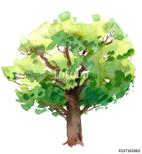 462x500 Watercolor Oak Tree Stock Photo And Royalty Free Images On