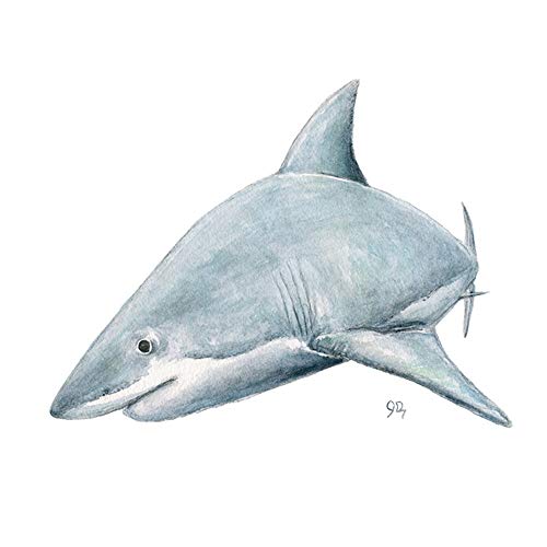 500x500 Shark Art Shark Wall Art Print, Sea Animal Ocean Life