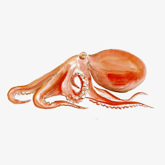 564x564 Hand Painted Red Watercolor Octopus, Watercolor Clipart, Octopus